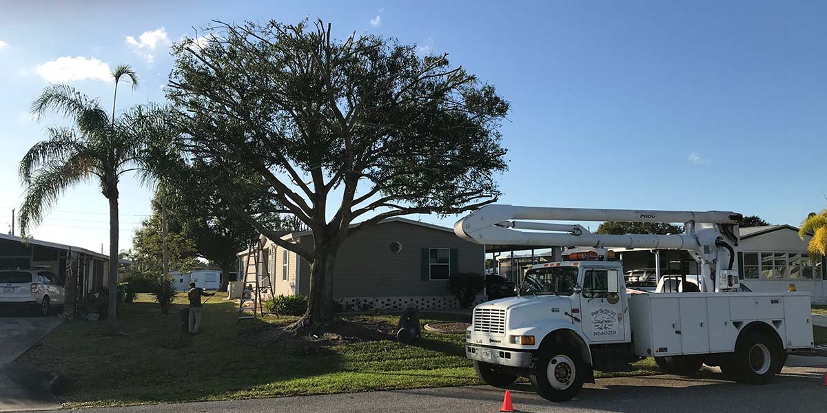 Tree trimming in Englewood Fl.